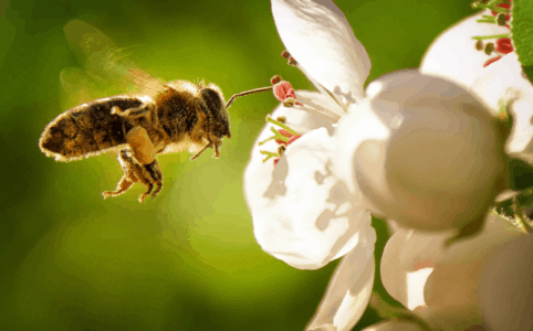 Pylová alergie