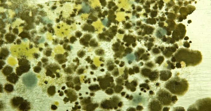 The most common types of moulds are yeast mould, black mould, green mould and penicillin mould.