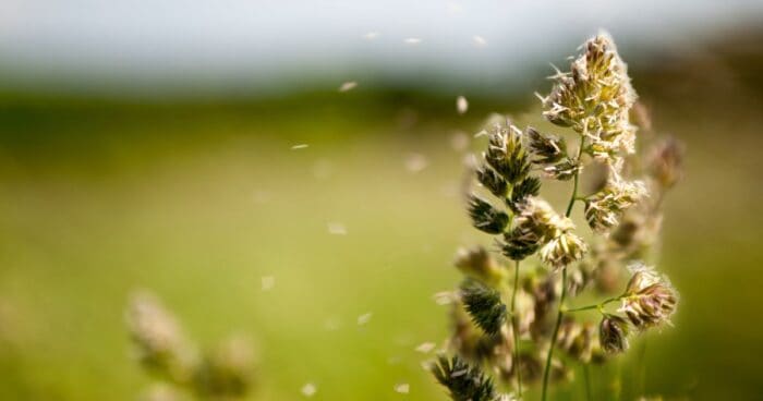 Pylové alergeny patří mezi inhalační alergeny. Pyl ze stromů a květin je jedním z nejčastějších venkovních alergenů, které vdechujete. Jeho zvýšená koncentrace může během jarních a letních měsíců citlivé jedince velmi omezovat.
