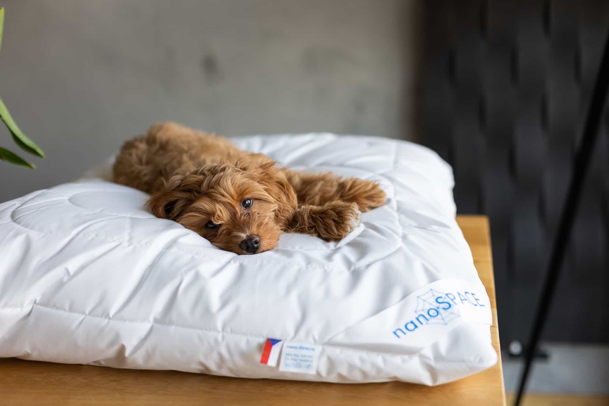 Recenze: Protiroztočový polštář nanoSPACE pro alergiky