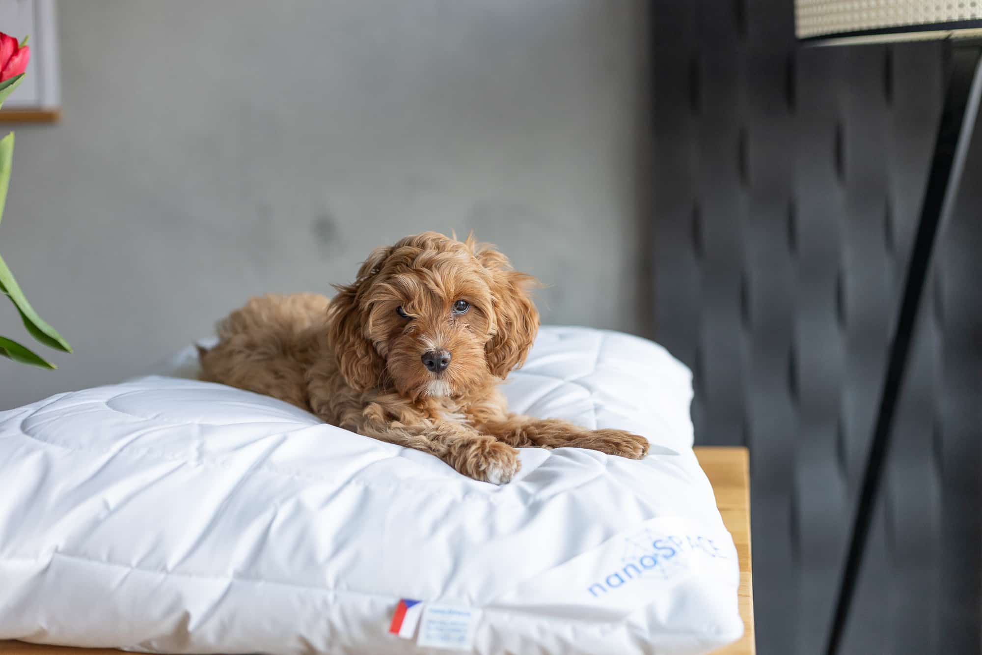 Recenze: Protiroztočový polštář nanoSPACE pro alergiky