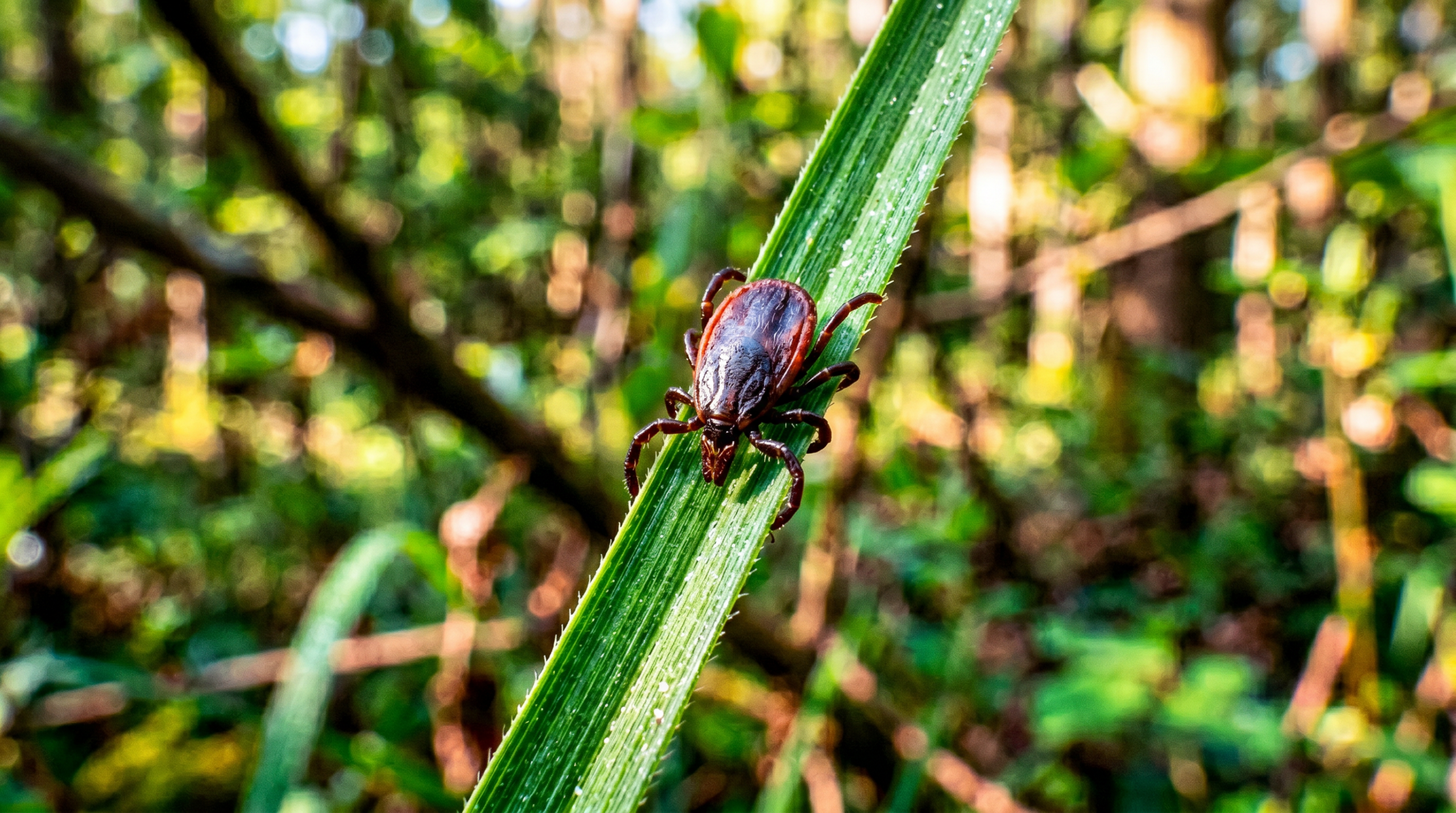 alfa-gal syndrom — detailní záběr klíštěte na stéblu trávy v přírodě